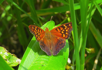 Tawny Emperor